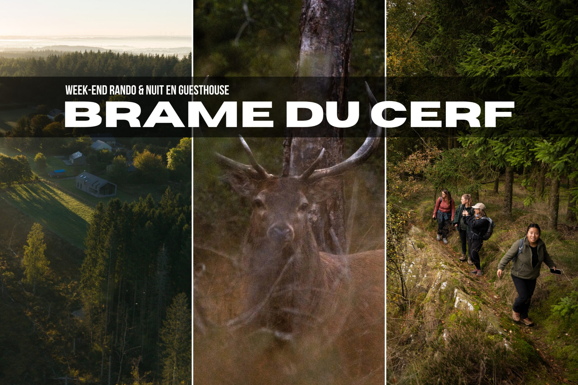 Week-end brame du Cerf en Ardenne